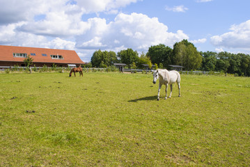 Horses on Pasture