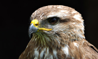 Detailed view of the falcon