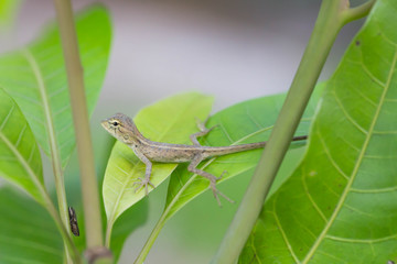 chameleon