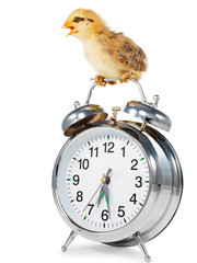 Chick on the Alarm Clock