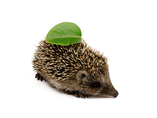 hedgehog with leaves on a white background
