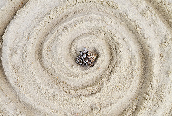 Fototapeta na wymiar one sink of a mollusk is in a circle on sand