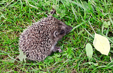the little hedgehog sits in a grass