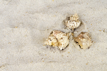 three cockleshells lie on sand