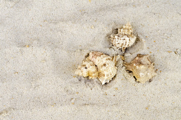 Obraz na płótnie Canvas three cockleshells lie on sand