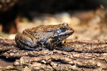 Frog sideview