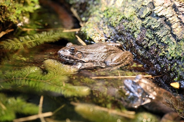 Large frog sitting in the water