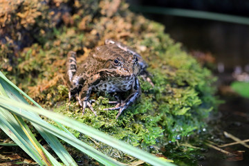 Large frog sitting on log