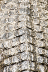 Crocodile skin texture. Shot in South Africa.