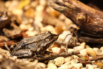 Frog sitting and waiting