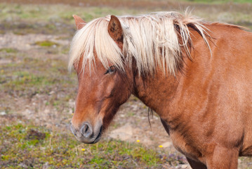 Obraz premium Icelandic horse
