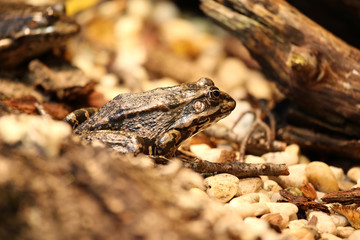 Frog sideview