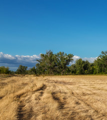 Obraz premium Лес