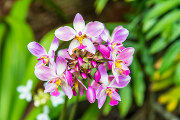 Closeup spathoglottis flower blossom