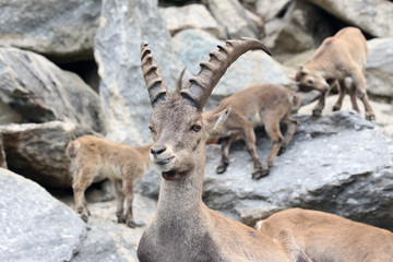 Alpine Ibex or Steinbock