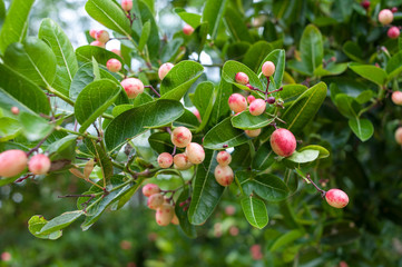 Super fruit (Carissa carandas Linn.)