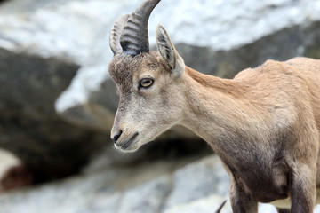 Alpine Ibex or Steinbock