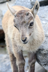 Naklejka na ściany i meble Alpine Ibex or Steinbock Baby
