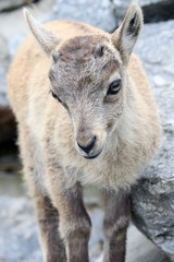 Alpine Ibex or Steinbock Baby