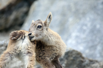 Alpine Ibex or Steinbock Baby