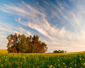  Wiosenne pole kwitncego rzepaku © Mike Mareen