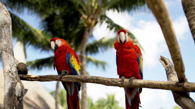 close up of two red parrots sitting on perch