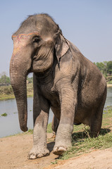 Fototapeta premium elephant