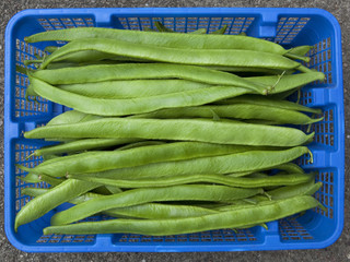 runner beans