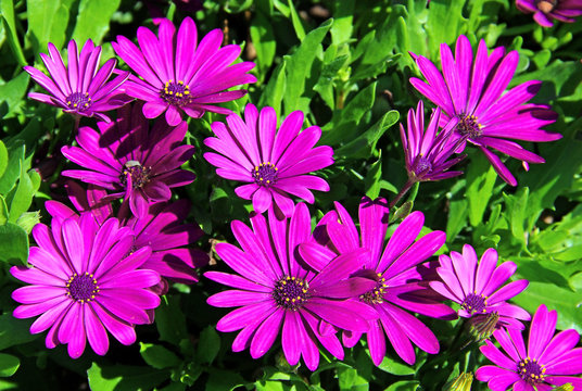 Violet osteospermum daisy flowers - Powered by Adobe
