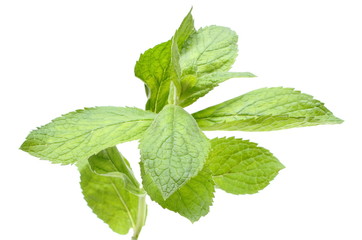 Branch of fresh green mint