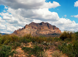 Sonora Desert