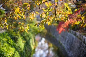 Philosopher's Path in Kyoto, Japan During Autumn