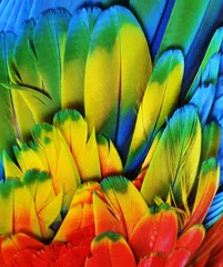 Papier peint photo autocollant rond Perroquet Plumes d& 39 ara (multicolore)