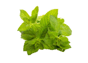 Mint leaves