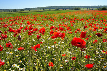 Obraz premium Wiese mit Mohnblumen und Kamille