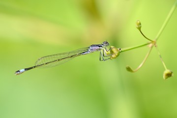 Ischnura elegans, yuong female