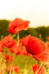 Blossomed flower with dewdrops after rain
