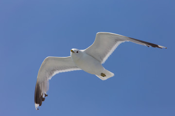 Fliegende Möwe