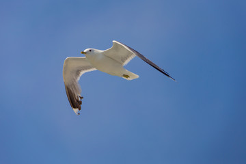 Fliegende Möwe