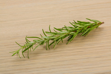 Rosemary plant