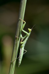 Mantis religiosa, neànide