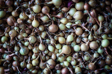 background of onions
