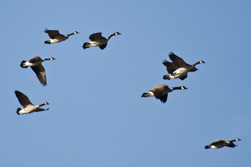 Obraz premium Large Flock of Geese Flying in Blue Sky