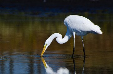 Obraz premium Great Egret Hunting for Fish in Autumn