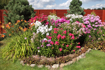 multicolored flowerbed flowering phlox on a sunny day