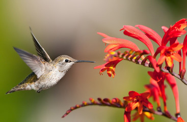 Fototapeta na wymiar Annas Hummingbird Eying Crocosmia Flowers