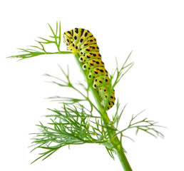 The Caterpillar of the Machaon Butterfly