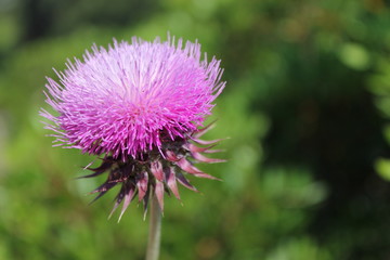Thistle