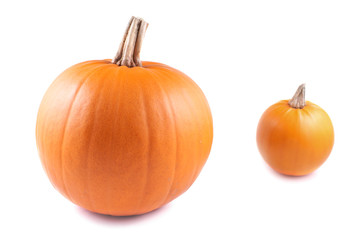 Pumpkin, oval on a white background