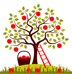 Obraz premium apple harvest